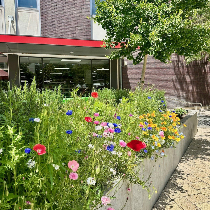 Launceston Library 1